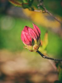 Close-up of pink flower blooming outdoors