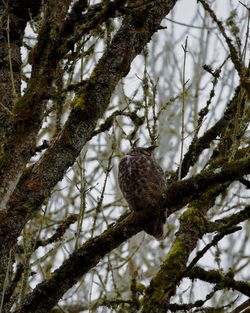 Low angle view of bird perching on tree