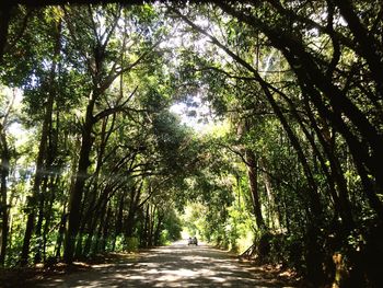 Dirt road amidst trees