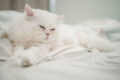 Cat lying on bed