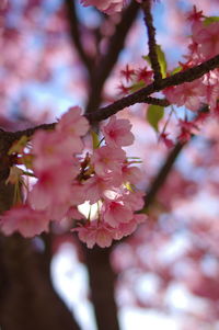 Close-up of pink cherry blossoms in spring