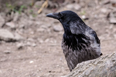 Close-up of a bird