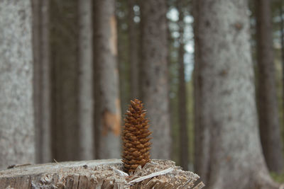 Close-up of pine cone on tree trunk in forest