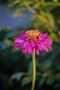 Close-up of pink flower