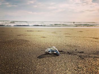 Close-up of crab on beach against sky