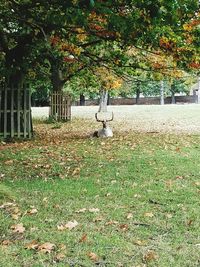 Trees on field