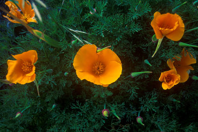 Close-up of yellow flower blooming in field