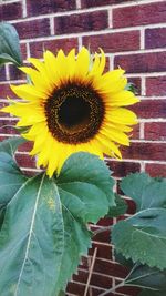 Close-up of sunflower