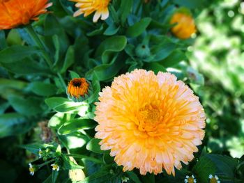 Close-up of orange flowers blooming outdoors
