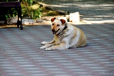 Dog sitting on footpath in city