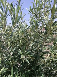 Low angle view of fruits growing on tree