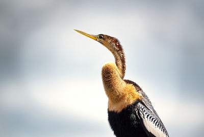 Close-up of a bird against the sky