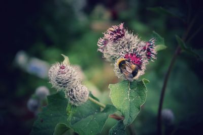 High angle view of bee on flower outdoors