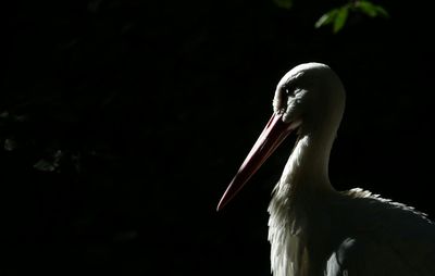 Close-up of pelican