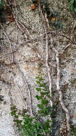 Plants growing on tree