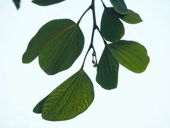 Low angle view of leaves against sky