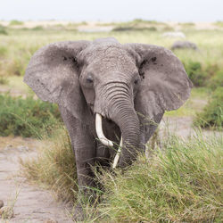 Elephant in a field