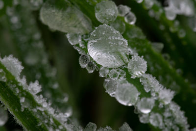 Close-up of dew drops on leaves during winter