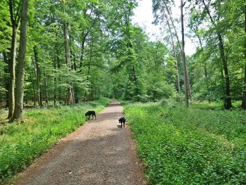 Rear view of people walking on road amidst trees in forest