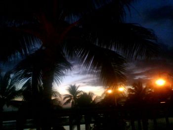 Low angle view of palm trees against sky