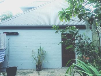 Plants growing outside house