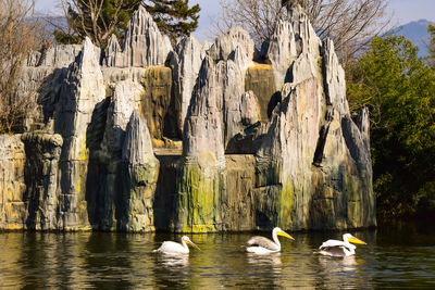 Ducks swimming in lake