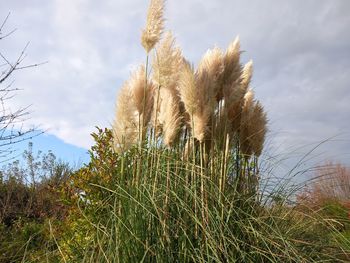 grass