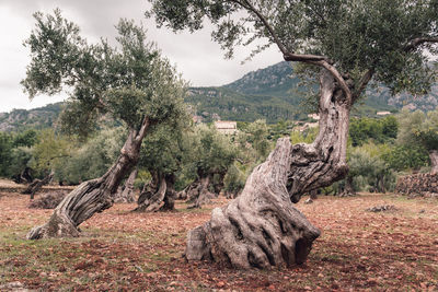 Trees on landscape against sky