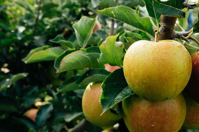 Ripe apples in orchard ready for harvesting
