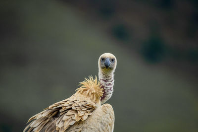 Close-up of eagle