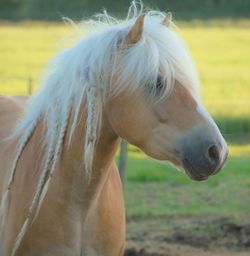 Close-up of horse