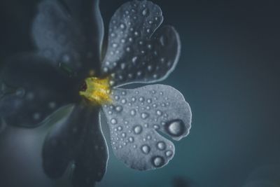 Close-up of flower against water