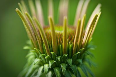 Close-up of plant