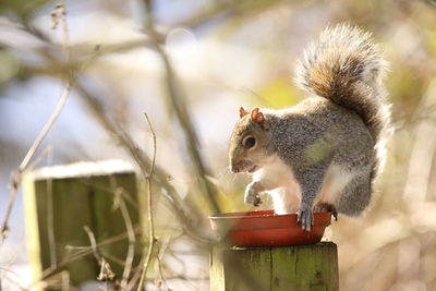 Close-up of squirrel on tree