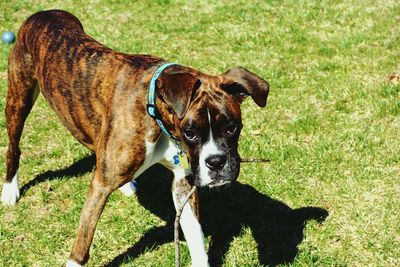 Dog grazing on grassy field