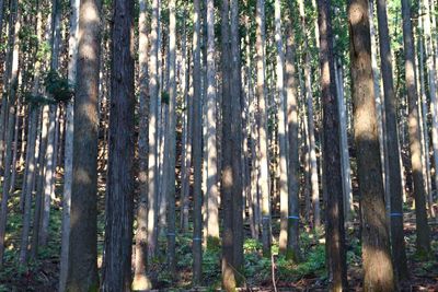 Close-up of bamboo trees in forest