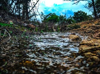 Surface level of river flowing in forest