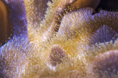 Close-up of coral in sea