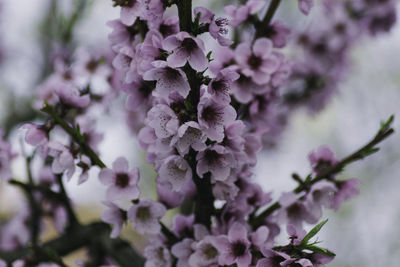 Close-up of cherry blossom