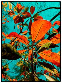 Close-up of leaves on plant