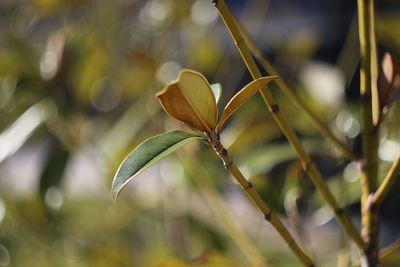 Close-up of flowering plant