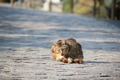 Portrait of cat on footpath