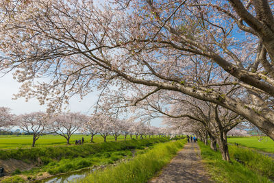 Cherry blossom trees along the river 
 kusaba river, chikuzen town, fukuoka prefecture