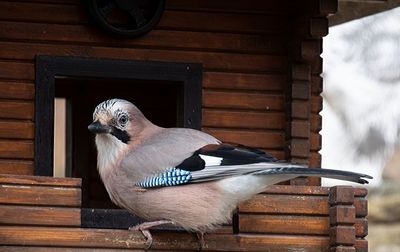 Close-up of bird perching on wooden railing