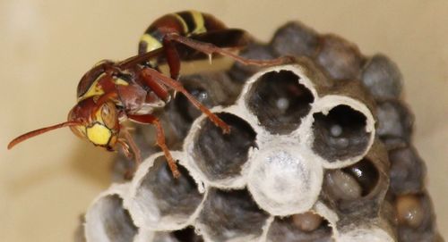 Close-up of insect