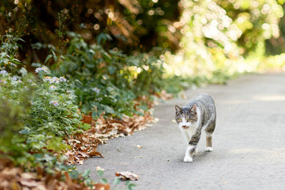 Full length of a cat