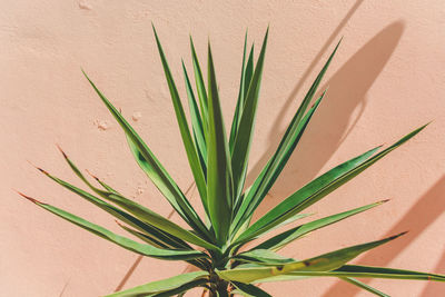 Close-up of potted plant against wall