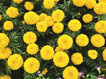High angle view of yellow flowers blooming outdoors