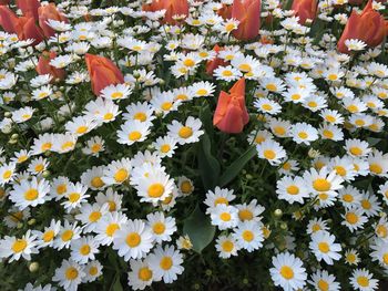 Close-up of white daisy flowers