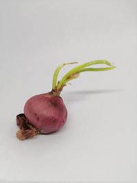 Close-up of apple against white background